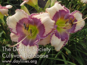 Daylily Eyes of an Angel